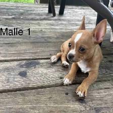Chiots Chihuahua à vendre