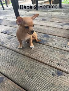 Chiots Chihuahua à vendre - Photo 2