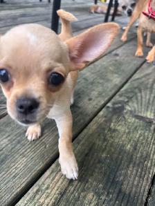 Chiots Chihuahua à vendre - Photo 3