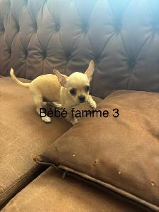 Chiots Chihuahua à vendre - Photo 4