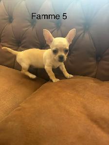 Chiots Chihuahua à vendre - Photo 6