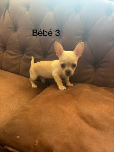 Chiots Chihuahua à vendre - Photo 7
