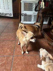 Chiots Chihuahua à vendre - Photo 8