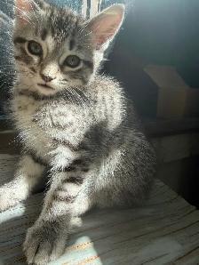Kittens fore homing