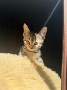 Kittens fore homing - Photo 2