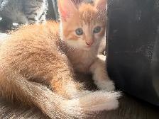Kittens fore homing - Photo 3