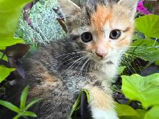 Kittens fore homing - Photo 4