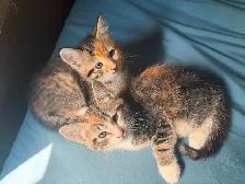 Kittens fore homing - Photo 5