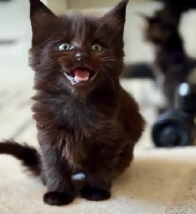 Purebred Maine Coon Kittens – Now Open for Reservation!