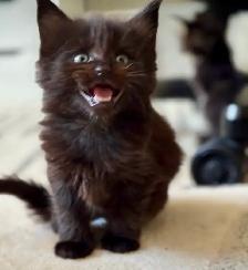 Purebred Maine Coon Kittens – Now Open for Reservation!