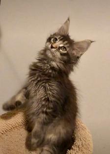 Purebred Maine Coon Kittens – Now Open for Reservation! - Photo 2