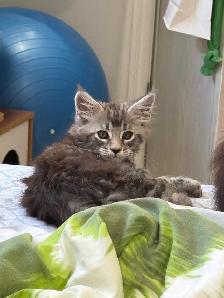 Purebred Maine Coon Kittens – Now Open for Reservation! - Photo 3