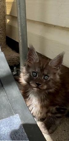 Purebred Maine Coon Kittens – Now Open for Reservation! - Photo 4