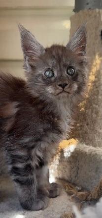 Purebred Maine Coon Kittens – Now Open for Reservation! - Photo 5
