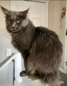 Purebred Maine Coon Kittens – Now Open for Reservation! - Photo 10