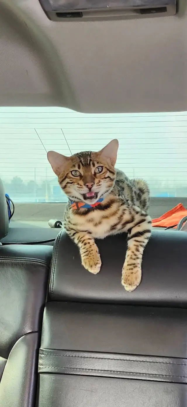 Lost Bengal