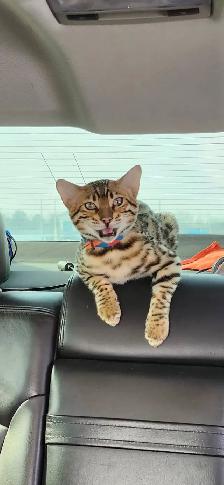 Lost Bengal