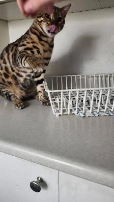 Lost Bengal - Photo 2