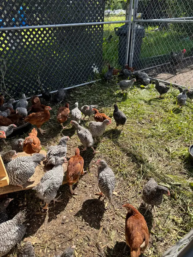 chickens for sale