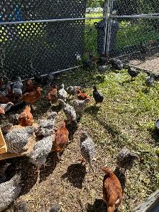 chickens for sale