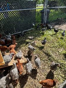 chickens for sale - Photo 2