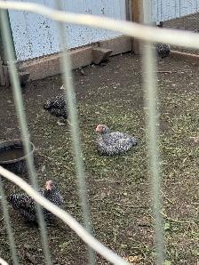 chickens for sale - Photo 3