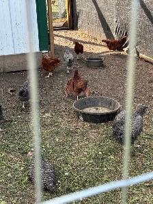 chickens for sale - Photo 4