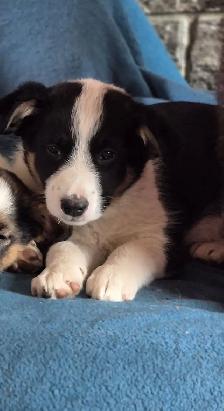 Texas heeler elk hound pup