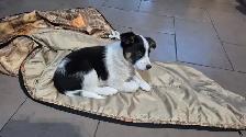 Texas heeler elk hound pup - Photo 2