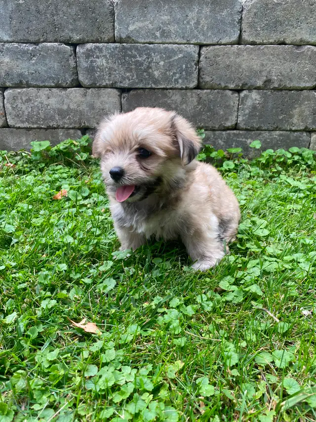 Malshi Puppies!