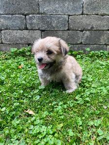 Malshi Puppies!