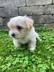 Malshi Puppies! - Photo 2