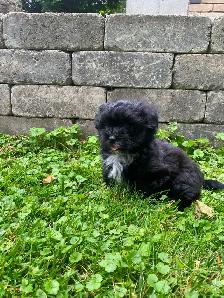 Malshi Puppies! - Photo 3