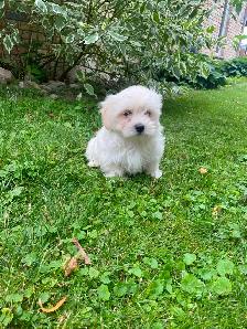 Malshi Puppies! - Photo 4