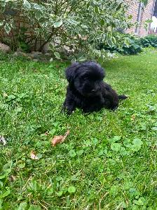 Malshi Puppies! - Photo 5