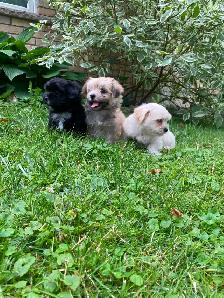 Malshi Puppies! - Photo 6