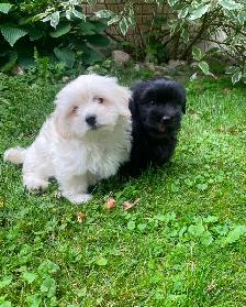 Malshi Puppies! - Photo 7