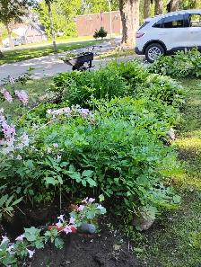 GARDENER AVAILABLE $20 HOUR