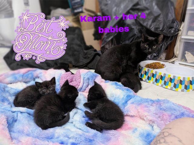 Kittens For Sale! 4 Black Kittens Up For Adoption