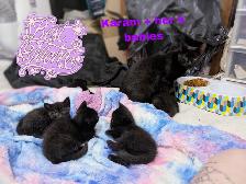 Kittens For Sale! 4 Black Kittens Up For Adoption