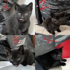 Kittens For Sale! 4 Black Kittens Up For Adoption - Photo 2