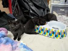 Kittens For Sale! 4 Black Kittens Up For Adoption - Photo 3