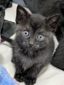 Kittens For Sale! 4 Black Kittens Up For Adoption - Photo 4