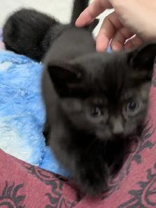 Kittens For Sale! 4 Black Kittens Up For Adoption - Photo 5