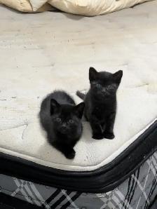 Kittens For Sale! 4 Black Kittens Up For Adoption - Photo 6