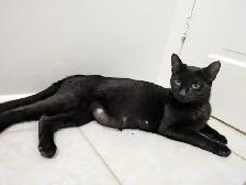 Kittens For Sale! 4 Black Kittens Up For Adoption - Photo 7
