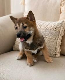 chiots shiba inu puppies - Photo 2