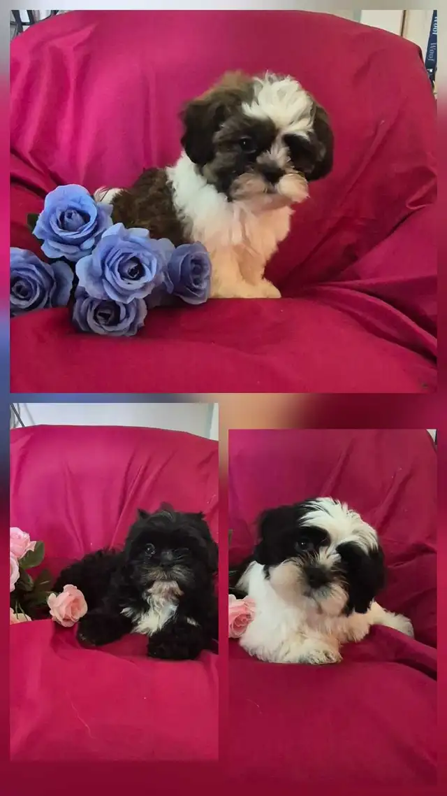 Shih Tzu Puppies