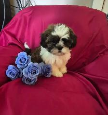 Shih Tzu Puppies - Photo 2