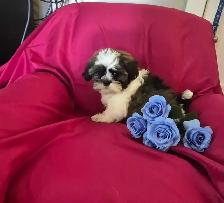 Shih Tzu Puppies - Photo 3